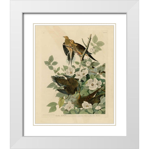 Carolina Turtle Dove White Modern Wood Framed Art Print with Double Matting by Audubon, John James