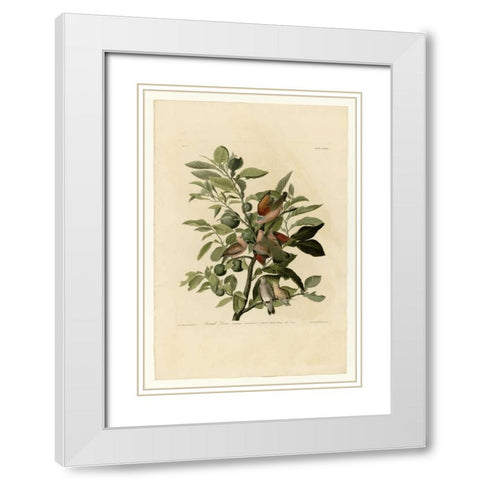 Ground Dove White Modern Wood Framed Art Print with Double Matting by Audubon, John James