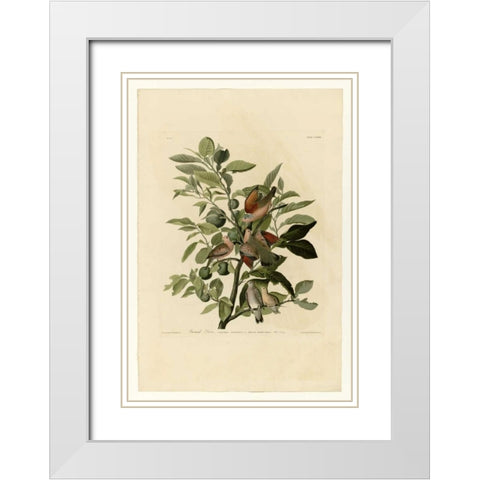 Ground Dove White Modern Wood Framed Art Print with Double Matting by Audubon, John James