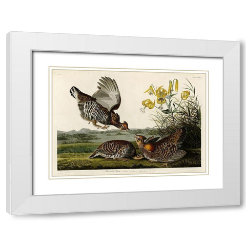 Pinnated Grouse White Modern Wood Framed Art Print with Double Matting by Audubon, John James