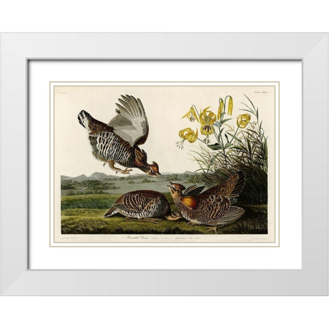 Pinnated Grouse White Modern Wood Framed Art Print with Double Matting by Audubon, John James