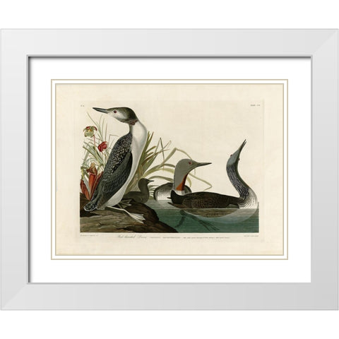 Red Throated Diver White Modern Wood Framed Art Print with Double Matting by Audubon, John James