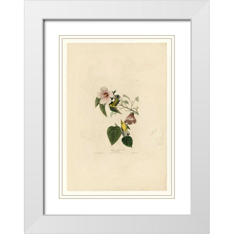 Blue Winged Yellow Warbler White Modern Wood Framed Art Print with Double Matting by Audubon, John James