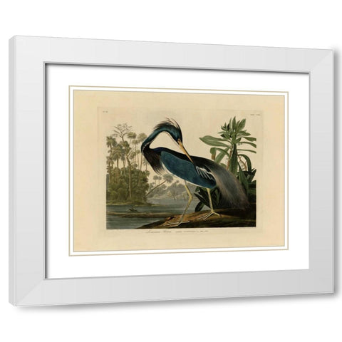 Louisiana Heron White Modern Wood Framed Art Print with Double Matting by Audubon, John James