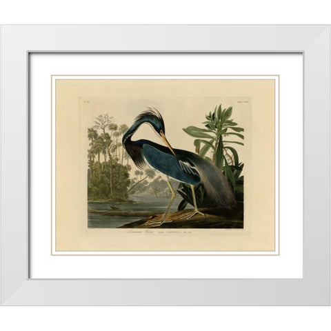 Louisiana Heron White Modern Wood Framed Art Print with Double Matting by Audubon, John James
