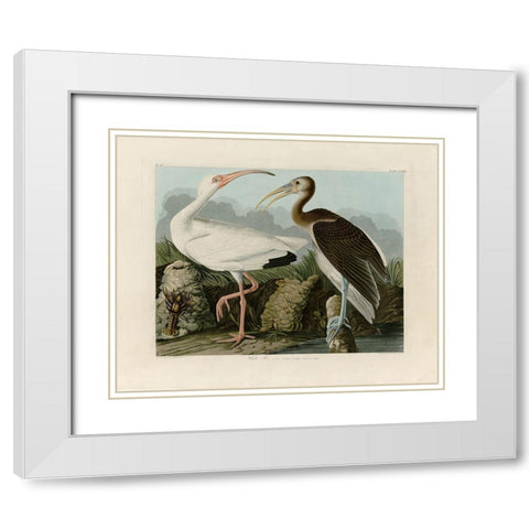 Ibis White Modern Wood Framed Art Print with Double Matting by Audubon, John James