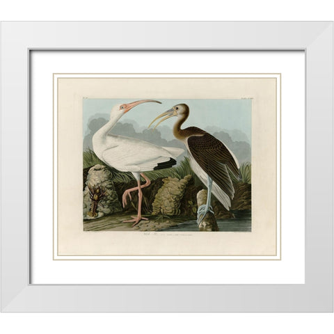 Ibis White Modern Wood Framed Art Print with Double Matting by Audubon, John James