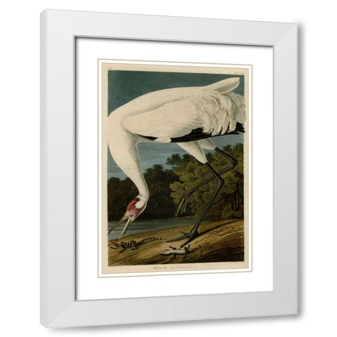 Hooping Crane White Modern Wood Framed Art Print with Double Matting by Audubon, John James