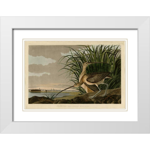 Long Billed Curlew White Modern Wood Framed Art Print with Double Matting by Audubon, John James