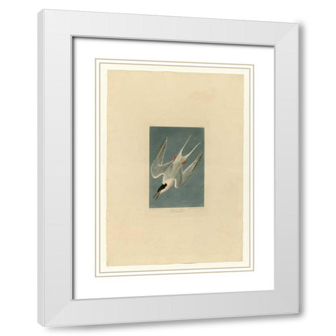 Roseate Tern White Modern Wood Framed Art Print with Double Matting by Audubon, John James