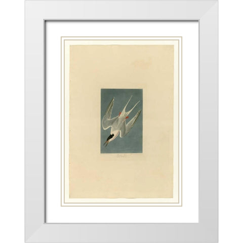 Roseate Tern White Modern Wood Framed Art Print with Double Matting by Audubon, John James