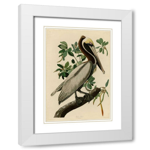 Brown Pelican White Modern Wood Framed Art Print with Double Matting by Audubon, John James