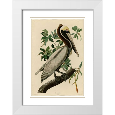 Brown Pelican White Modern Wood Framed Art Print with Double Matting by Audubon, John James