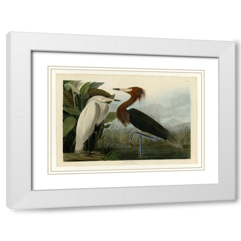Purple Heron White Modern Wood Framed Art Print with Double Matting by Audubon, John James