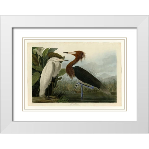 Purple Heron White Modern Wood Framed Art Print with Double Matting by Audubon, John James
