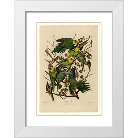 Carolina Parrot White Modern Wood Framed Art Print with Double Matting by Audubon, John James