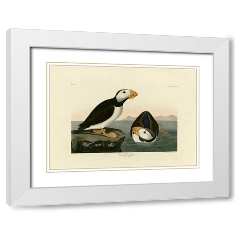 Large Billed Puffin White Modern Wood Framed Art Print with Double Matting by Audubon, John James