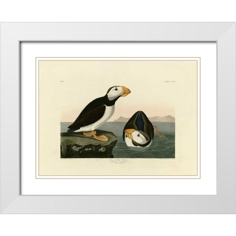 Large Billed Puffin White Modern Wood Framed Art Print with Double Matting by Audubon, John James