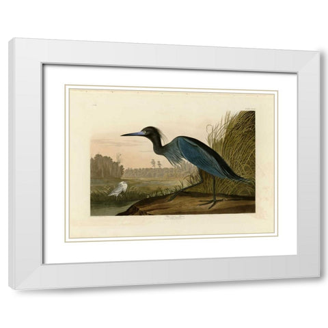 Blue Crane or Heron White Modern Wood Framed Art Print with Double Matting by Audubon, John James