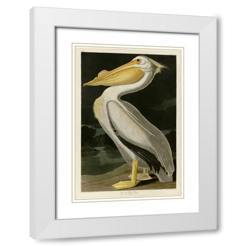 American White Pelican White Modern Wood Framed Art Print with Double Matting by Audubon, John James