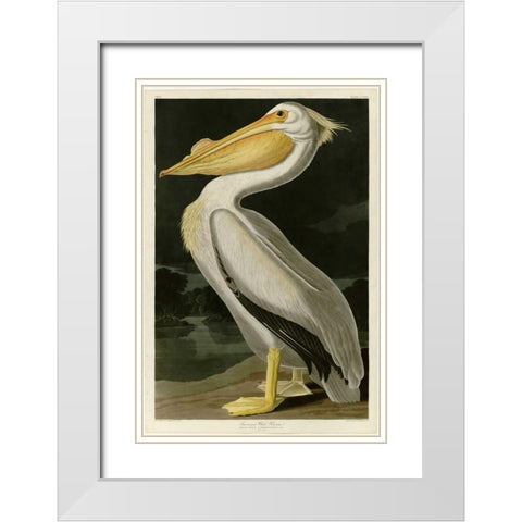 American White Pelican White Modern Wood Framed Art Print with Double Matting by Audubon, John James