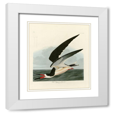 Black Skimmer White Modern Wood Framed Art Print with Double Matting by Audubon, John James