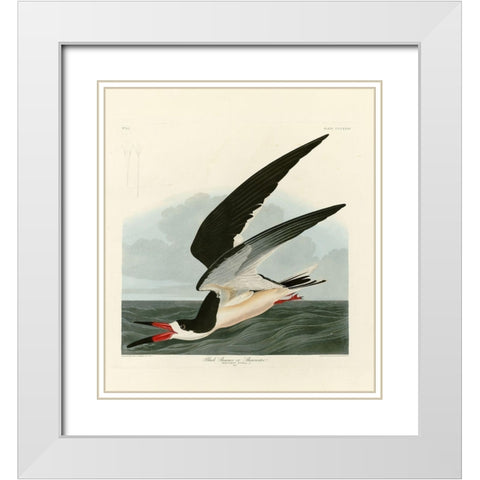 Black Skimmer White Modern Wood Framed Art Print with Double Matting by Audubon, John James
