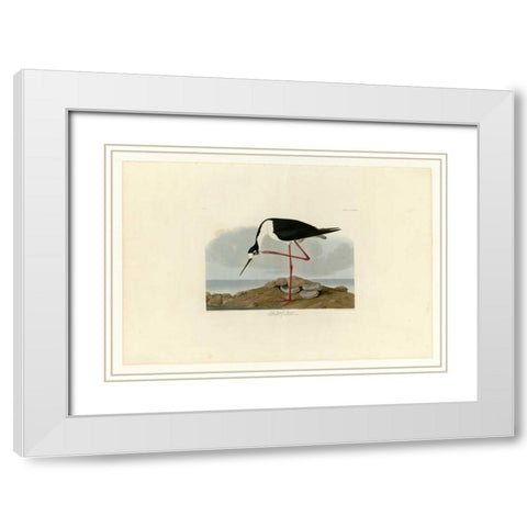 Long Legged Avocet White Modern Wood Framed Art Print with Double Matting by Audubon, John James