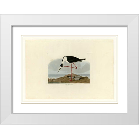 Long Legged Avocet White Modern Wood Framed Art Print with Double Matting by Audubon, John James