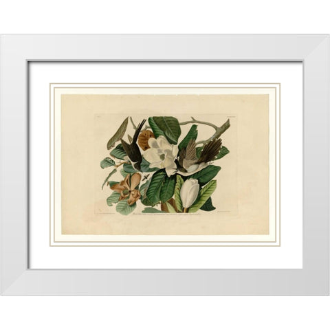 Black Billed Cuckoo White Modern Wood Framed Art Print with Double Matting by Audubon, John James