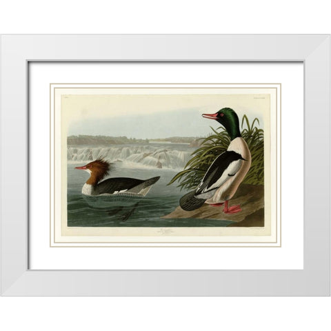 Goosander White Modern Wood Framed Art Print with Double Matting by Audubon, John James