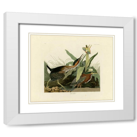 Green Heron White Modern Wood Framed Art Print with Double Matting by Audubon, John James