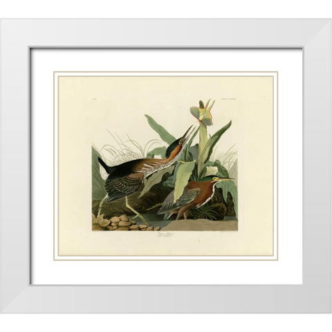 Green Heron White Modern Wood Framed Art Print with Double Matting by Audubon, John James