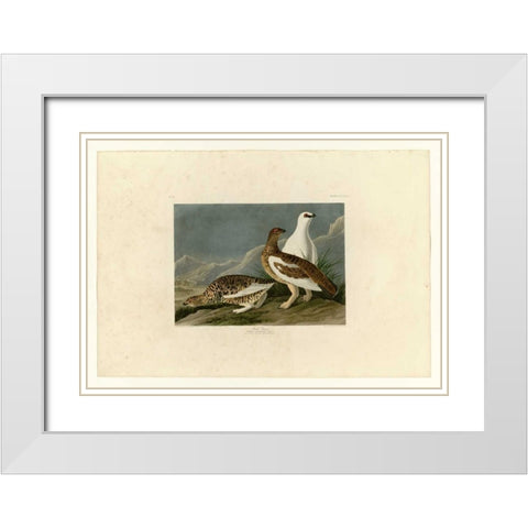 Rock Grouse White Modern Wood Framed Art Print with Double Matting by Audubon, John James