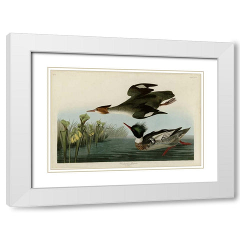 Red Breasted Merganser White Modern Wood Framed Art Print with Double Matting by Audubon, John James