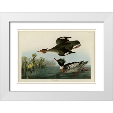 Red Breasted Merganser White Modern Wood Framed Art Print with Double Matting by Audubon, John James