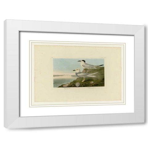 Trudeaus Tern White Modern Wood Framed Art Print with Double Matting by Audubon, John James