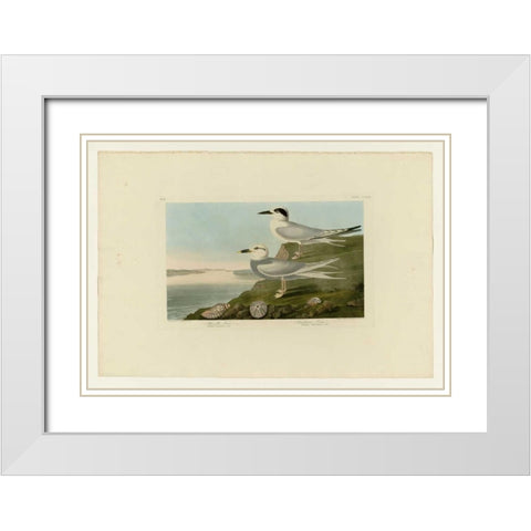 Trudeaus Tern White Modern Wood Framed Art Print with Double Matting by Audubon, John James