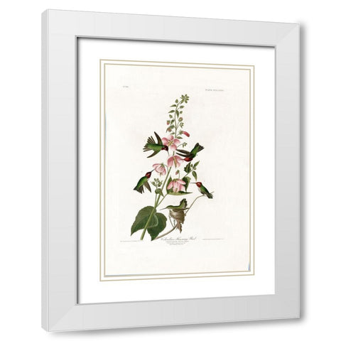 Columbian Humming Bird White Modern Wood Framed Art Print with Double Matting by Audubon, John James