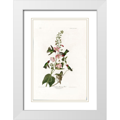 Columbian Humming Bird White Modern Wood Framed Art Print with Double Matting by Audubon, John James