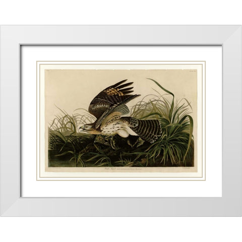 Winter Hawk White Modern Wood Framed Art Print with Double Matting by Audubon, John James