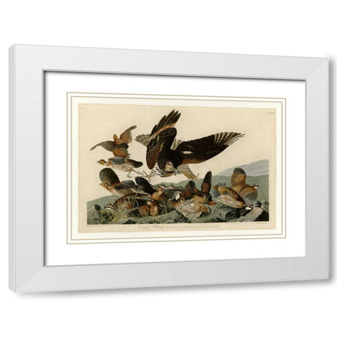 Virginian Partridge White Modern Wood Framed Art Print with Double Matting by Audubon, John James