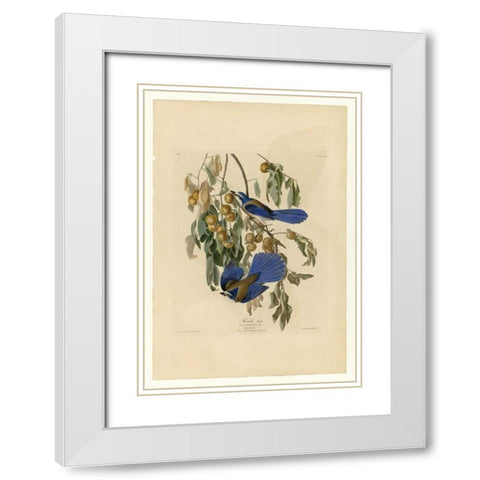 Florida Jay White Modern Wood Framed Art Print with Double Matting by Audubon, John James