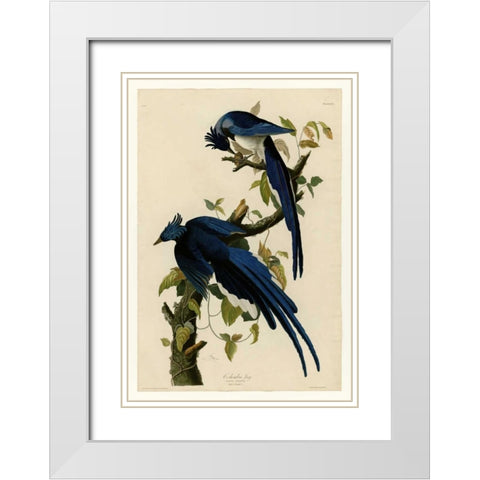 Columbia Jay White Modern Wood Framed Art Print with Double Matting by Audubon, John James