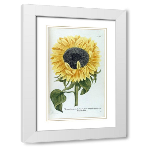 Sunflower - Chrysanthemum White Modern Wood Framed Art Print with Double Matting by Weinmann, Jacob