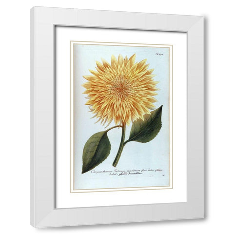 Chrysanthemum Flor Solis Maxi White Modern Wood Framed Art Print with Double Matting by Weinmann, Jacob