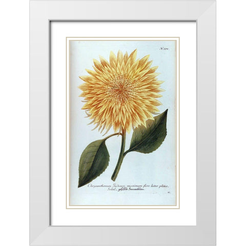 Chrysanthemum Flor Solis Maxi White Modern Wood Framed Art Print with Double Matting by Weinmann, Jacob