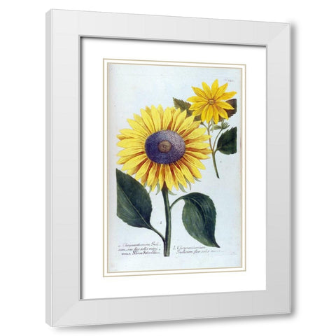 Sunflower Flor Solis Mini White Modern Wood Framed Art Print with Double Matting by Weinmann, Jacob