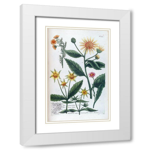 Chrysanthemum Tuberosum White Modern Wood Framed Art Print with Double Matting by Weinmann, Jacob