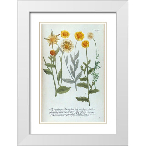 Chrysanthemum Asteris White Modern Wood Framed Art Print with Double Matting by Weinmann, Jacob